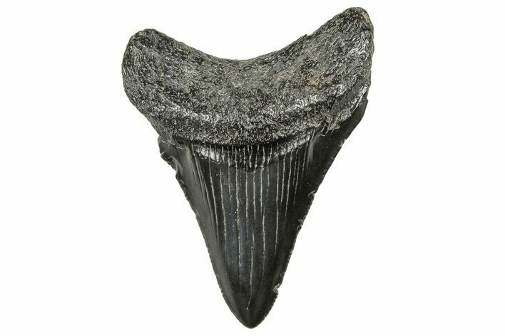 Serrated Chubutensis Tooth - Megalodon Ancestor #326373